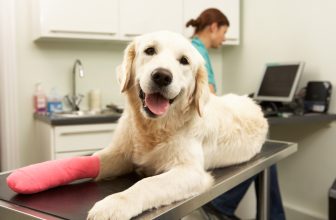 Beste Haustierkrankenversicherung für Hunde in North Dakota für 2022