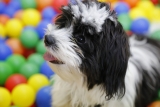 46 einzigartige Shih Tzu-Namen [with PICS!]