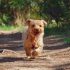 30 einzigartige Rottweiler-Namen [with PICS!]