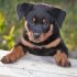 36 einzigartige Yorkie-Namen [with PICS!]